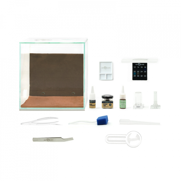 bundle lasius niger start kit antfarm ant arena