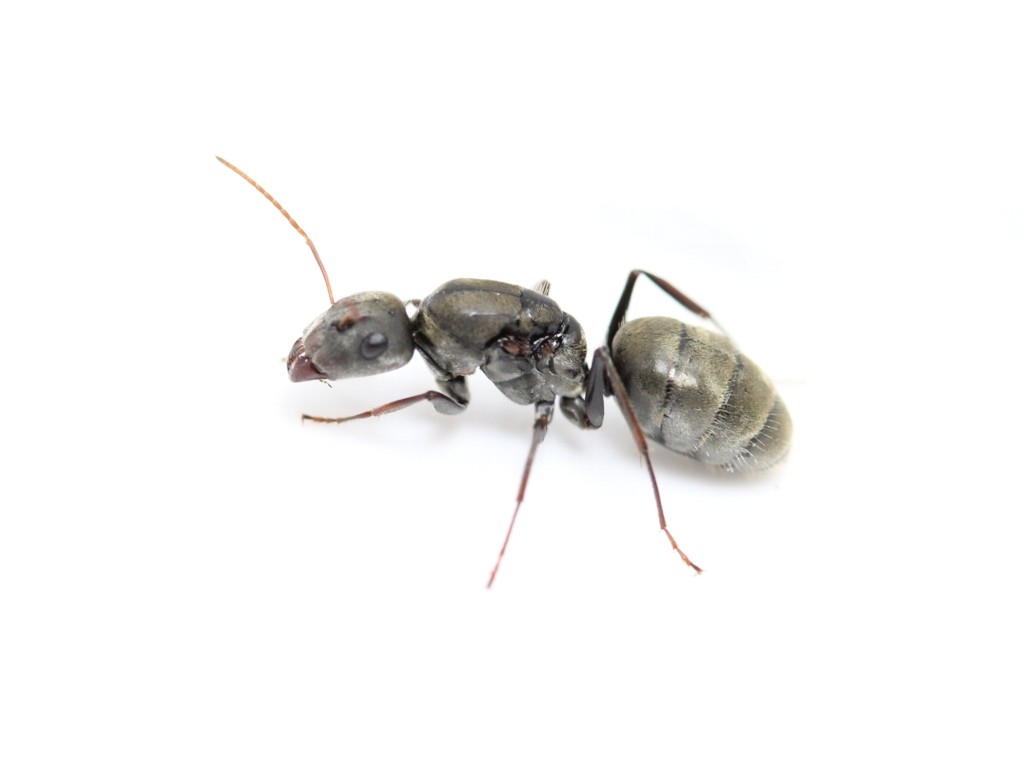 ANTSTORE - Ameisenshop - Ameisen kaufen - Camponotus cf. femoratus