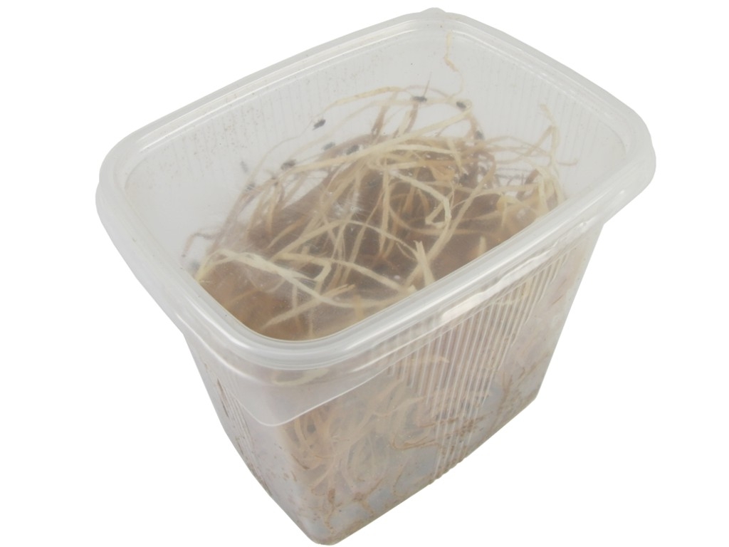 Fruchtfliegen - Drosophila - groß