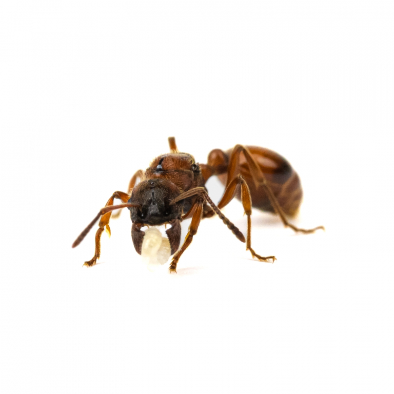 Manica rubida