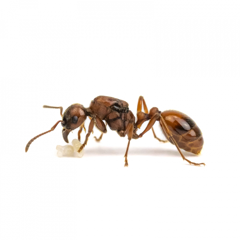 manica rubida queen side