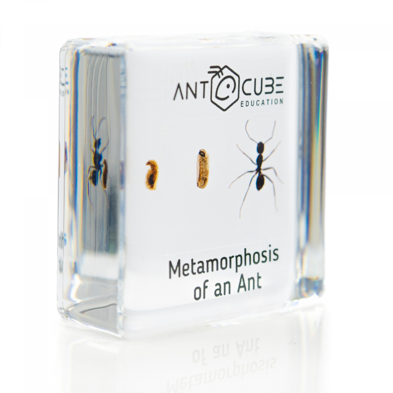 Ameisen Lebenszyklus Präparat: Metamorphose einer Ameise