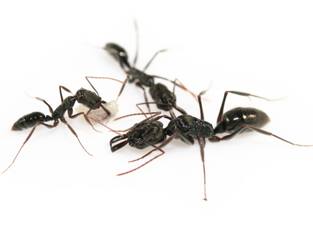 ANTSTORE - Ameisenshop - Ameisen kaufen - Odontomachus opaciventris