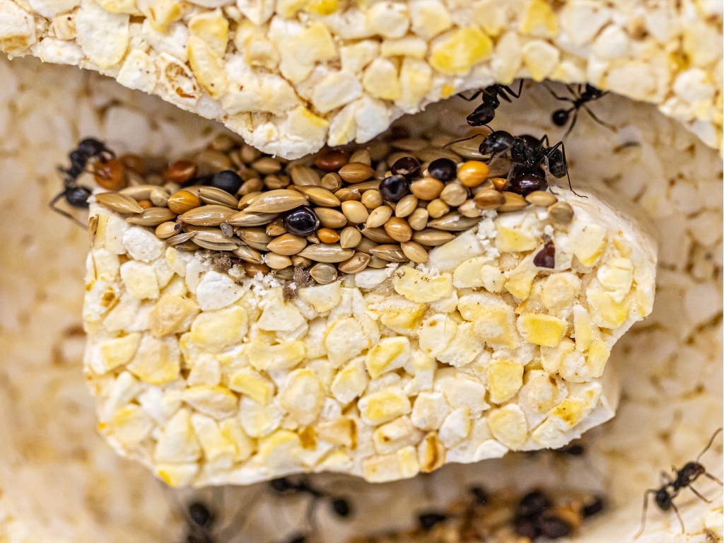 ANTCUBE Starter Set für Ernteameisen - L - Popcorn