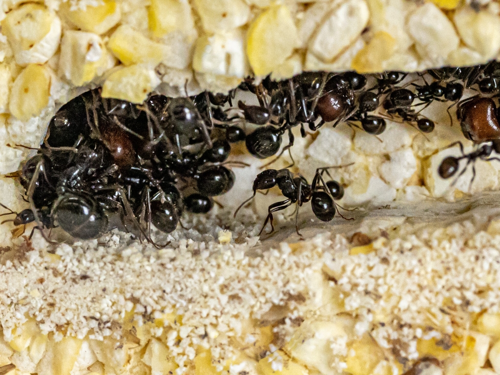 ANTCUBE Starter Set für Ernteameisen - L - Popcorn