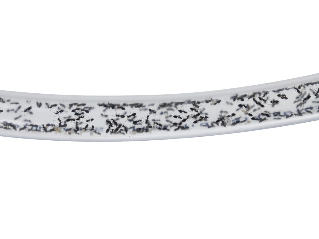 flexible tube transparent 10/06 mm