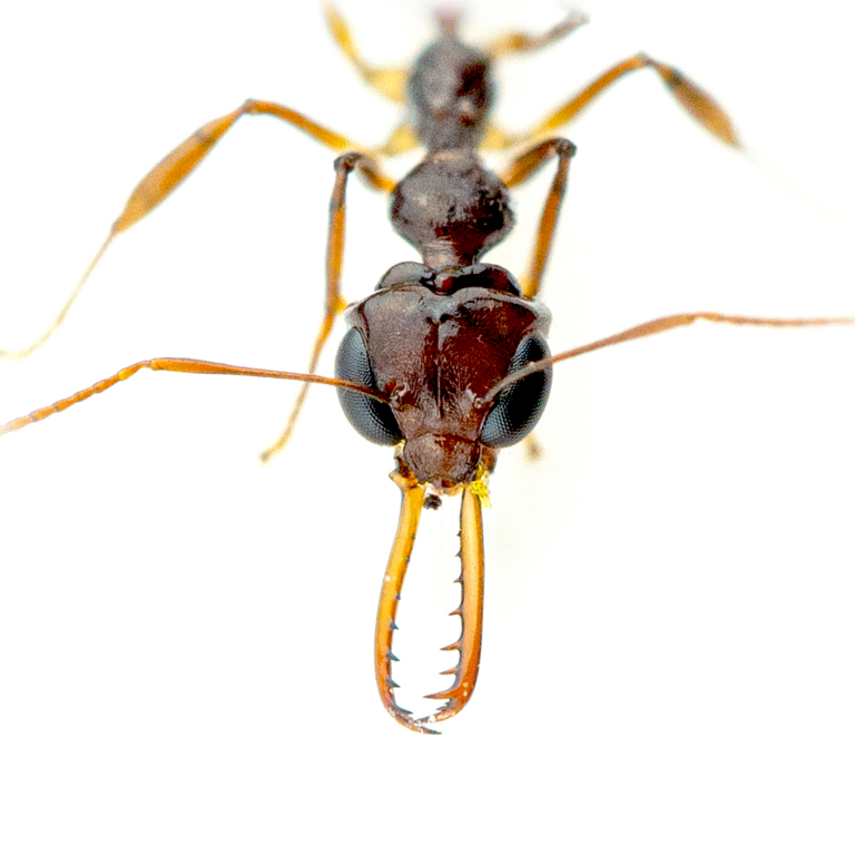 Myrmoteras opalinum (trap-jaw)
