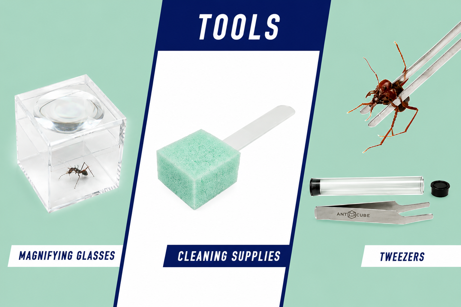 Ant keeping tools and formicarium accessories