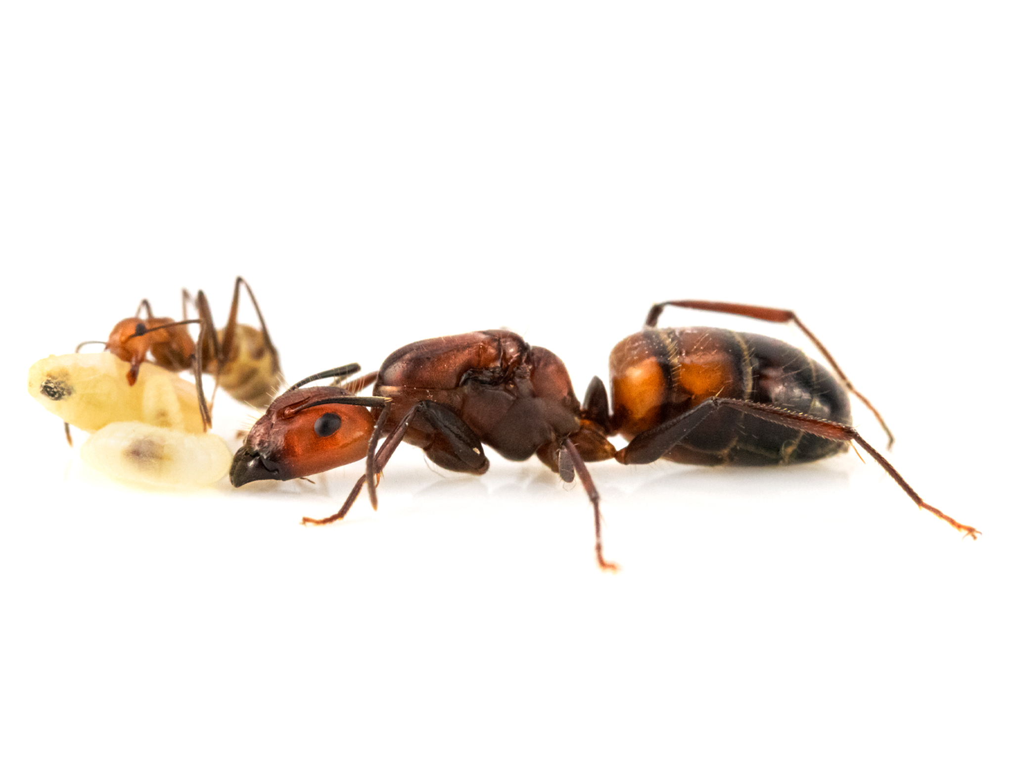 Camponotus nicobarensis Ameisenkolonie