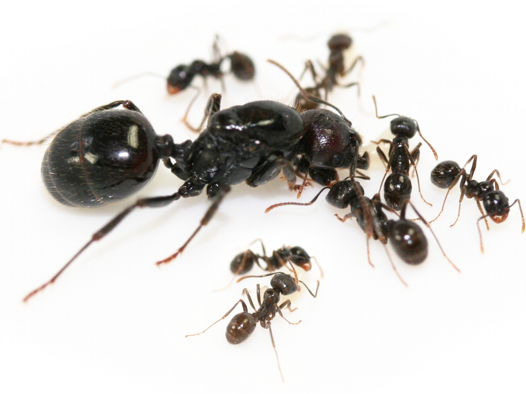 Messor barbarus Ernteameisen Kolonie